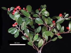 Cotoneaster pannosus: Fruit and foliage.
 Image: D. Glenny © Landcare Research 2017 CC BY 3.0 NZ